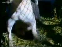 Zoo XXX Movie - Pony copulates a farmer&#039;s daughter